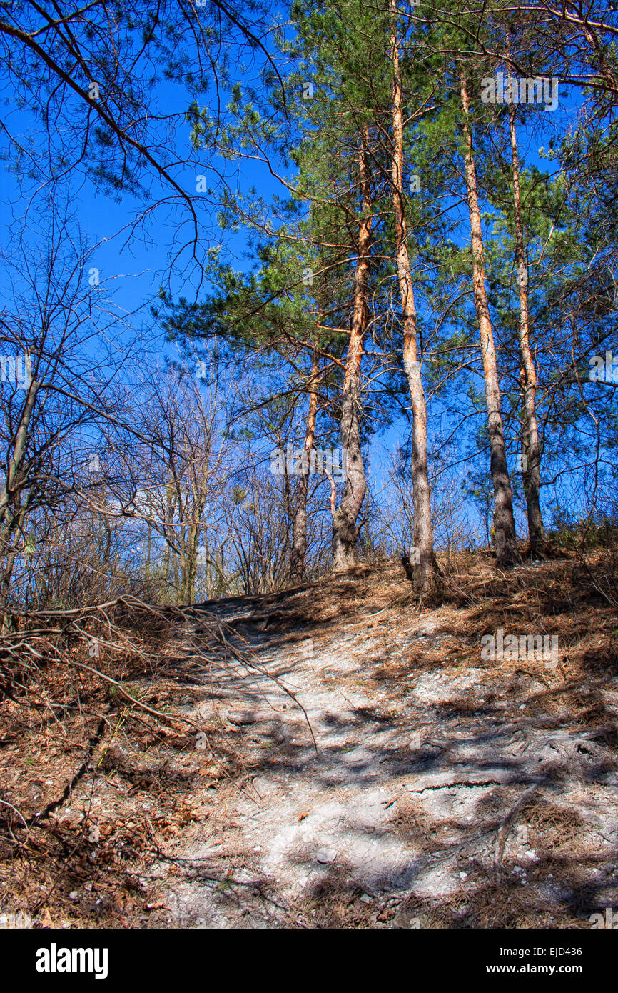 road in a beautiful pine forest Stock Photo - Alamy