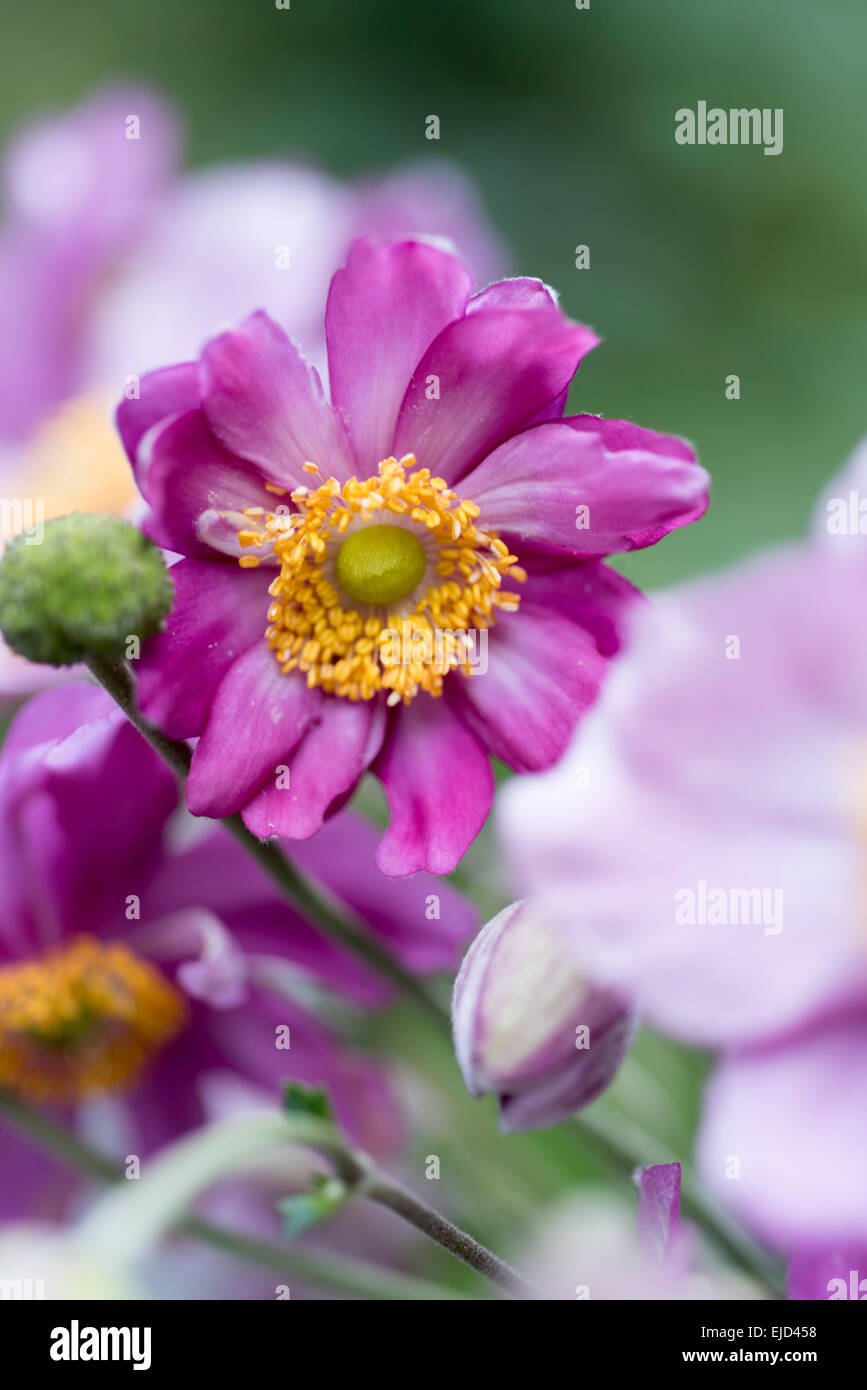Japanese anemone, Windflower, Anemone hupehensis var. japonica 'Pamina' Stock Photo Alamy