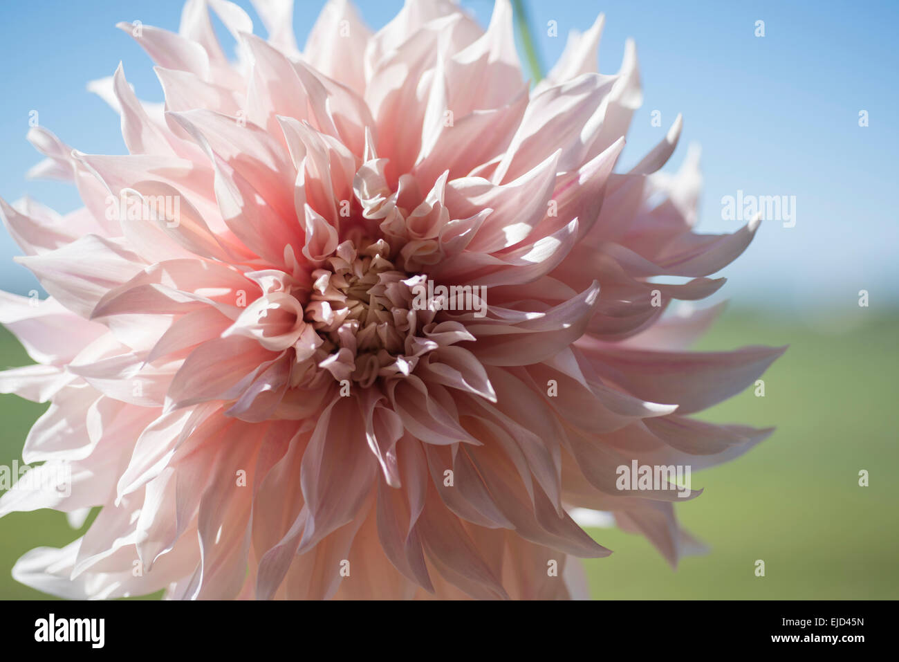 Cut stems of dahlia Cafe au Lait Stock Photo