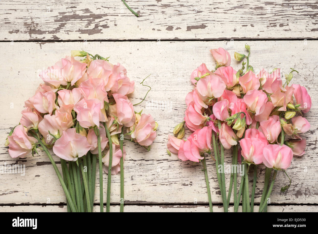 Sweet Pea (Lathyrus odoratus) Spring Sunshine Peach and Spring Sunshine Champagne Stock Photo