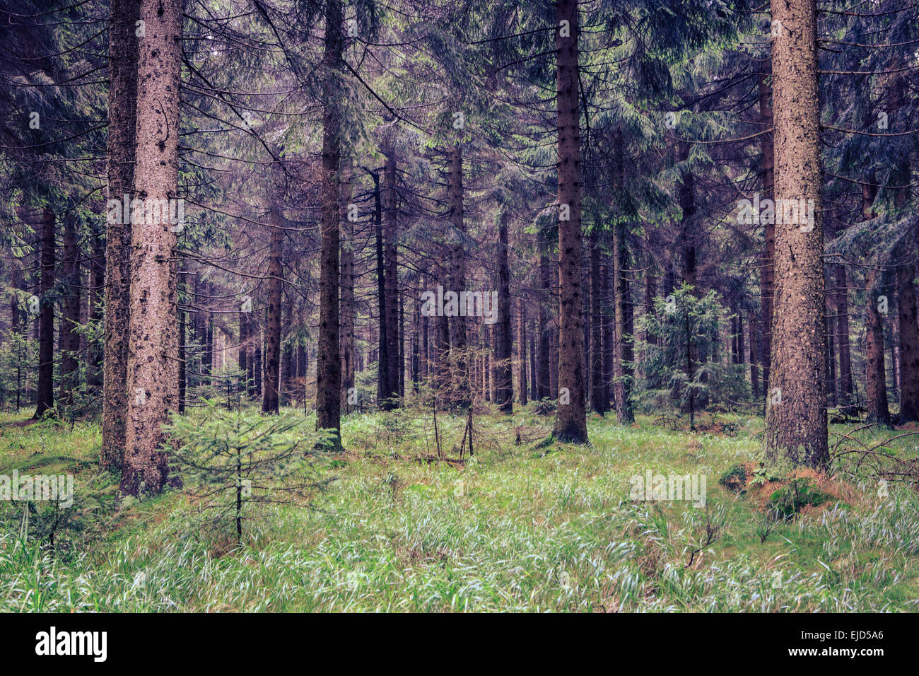 foggy thuringian forest in the morning Stock Photo