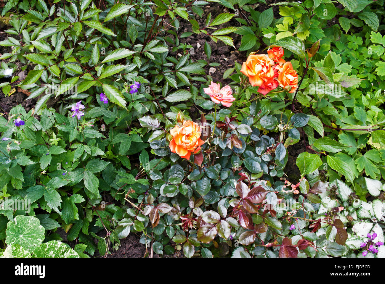 Orange and pink roses flowering against background of varied foliage in mixed herbaceous and shrub border, English garden summer Stock Photo