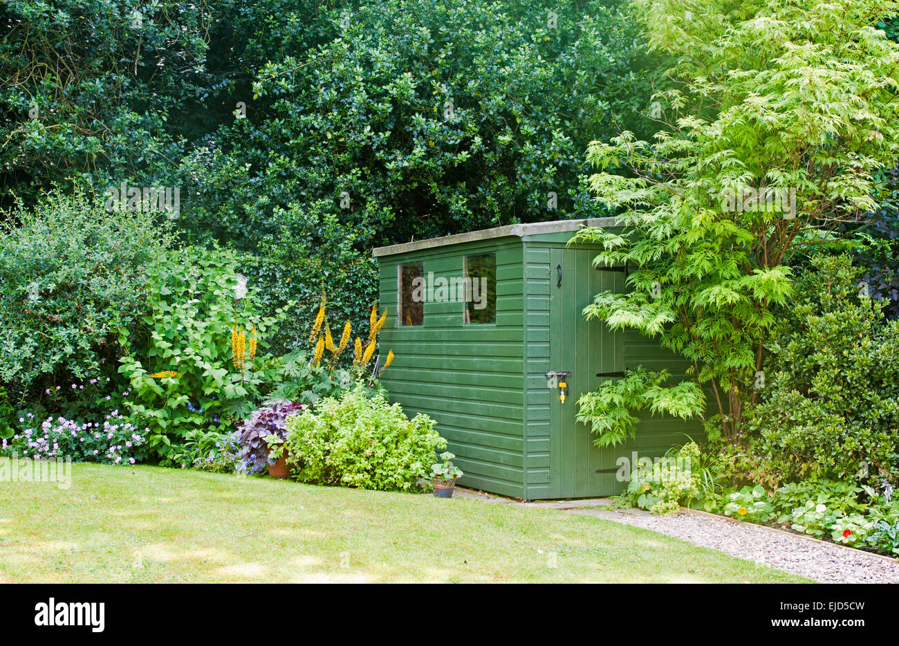 Green garden shed in corner of English back garden with adjacent mixed shrub and herbaceous borders, holly hedge behind, summer Stock Photo