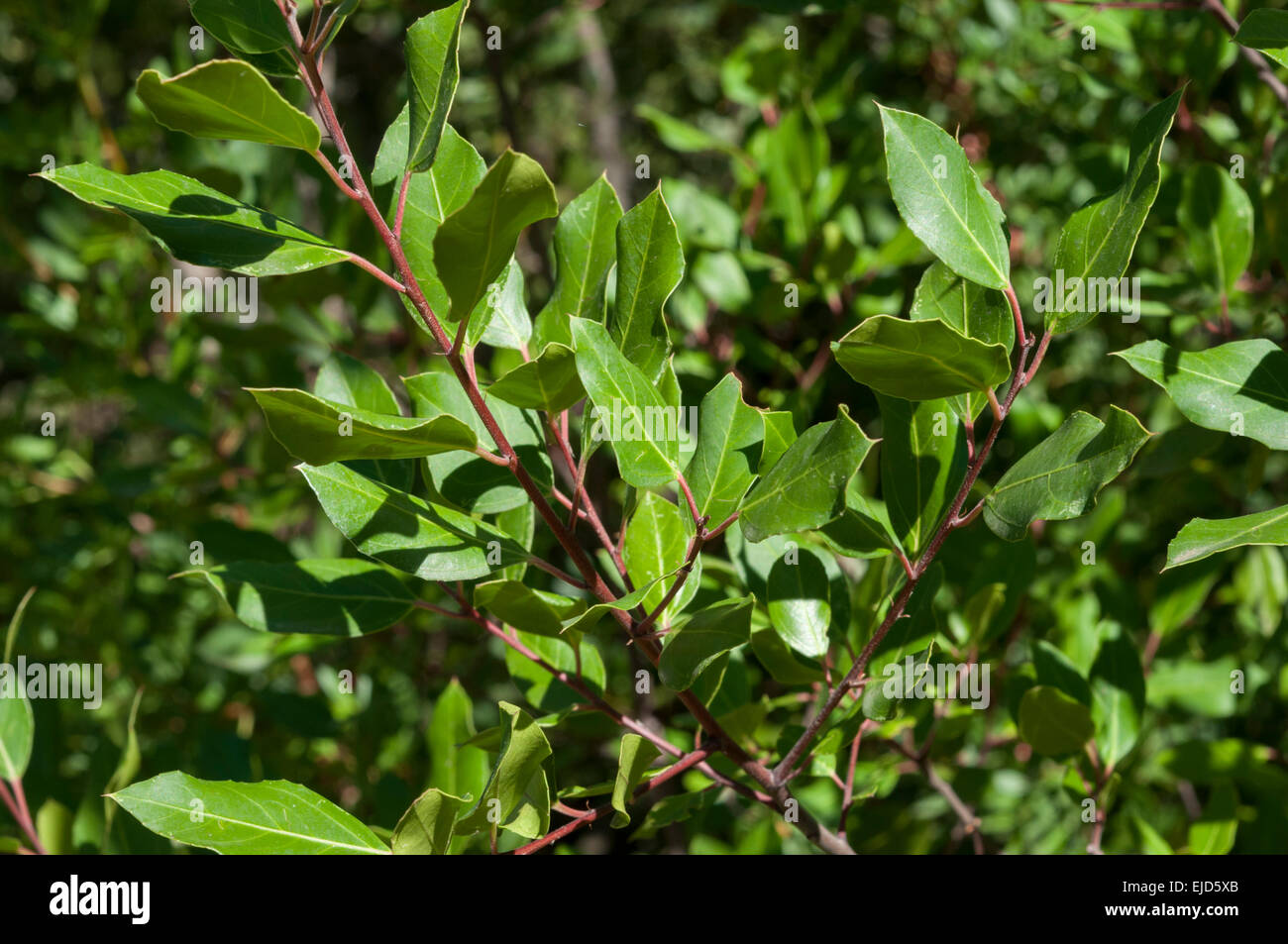 Leaves and branches of Italian buckthorn, Rhamnus alaternus Stock Photo