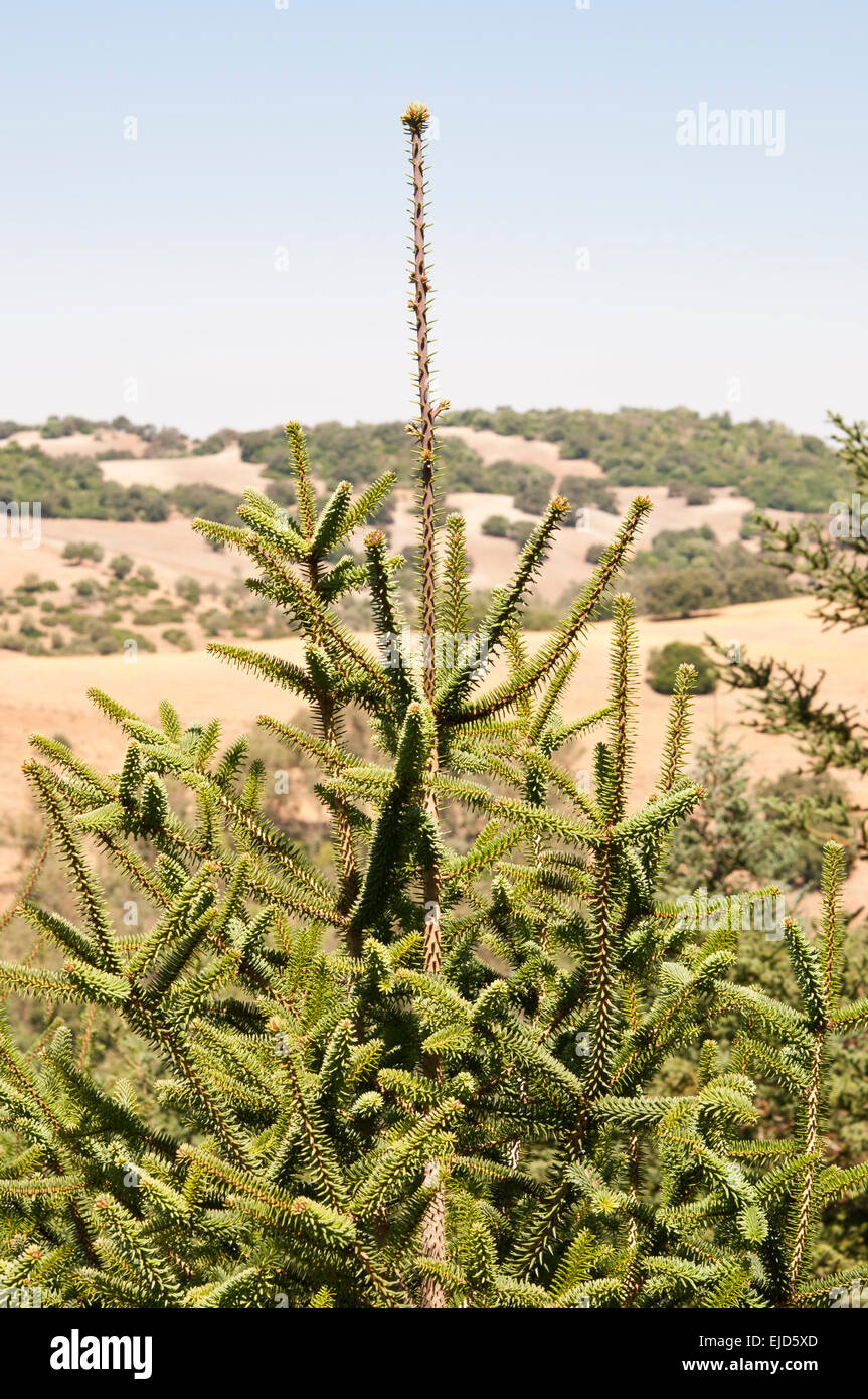 Leaves and branches of Spanish fir, Abies pinsapo. This species is native to southern Spain and northern Morocco Stock Photo