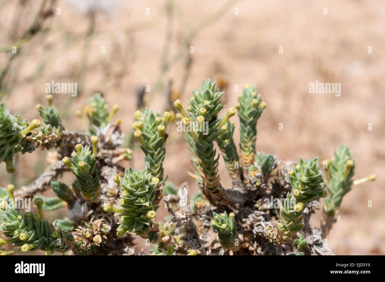 Flowers and leaves of Crucianella maritima Stock Photo