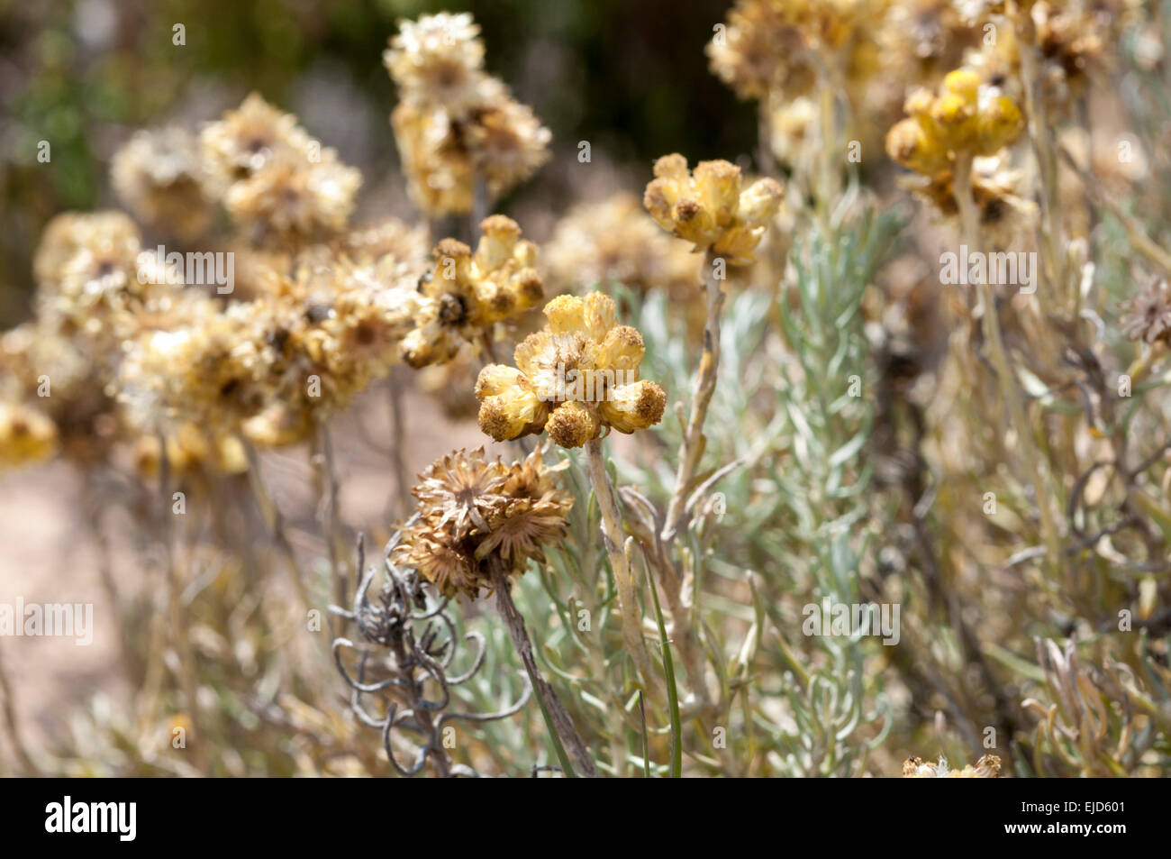 Flowers and leaves of Helichrysum stoechas Stock Photo