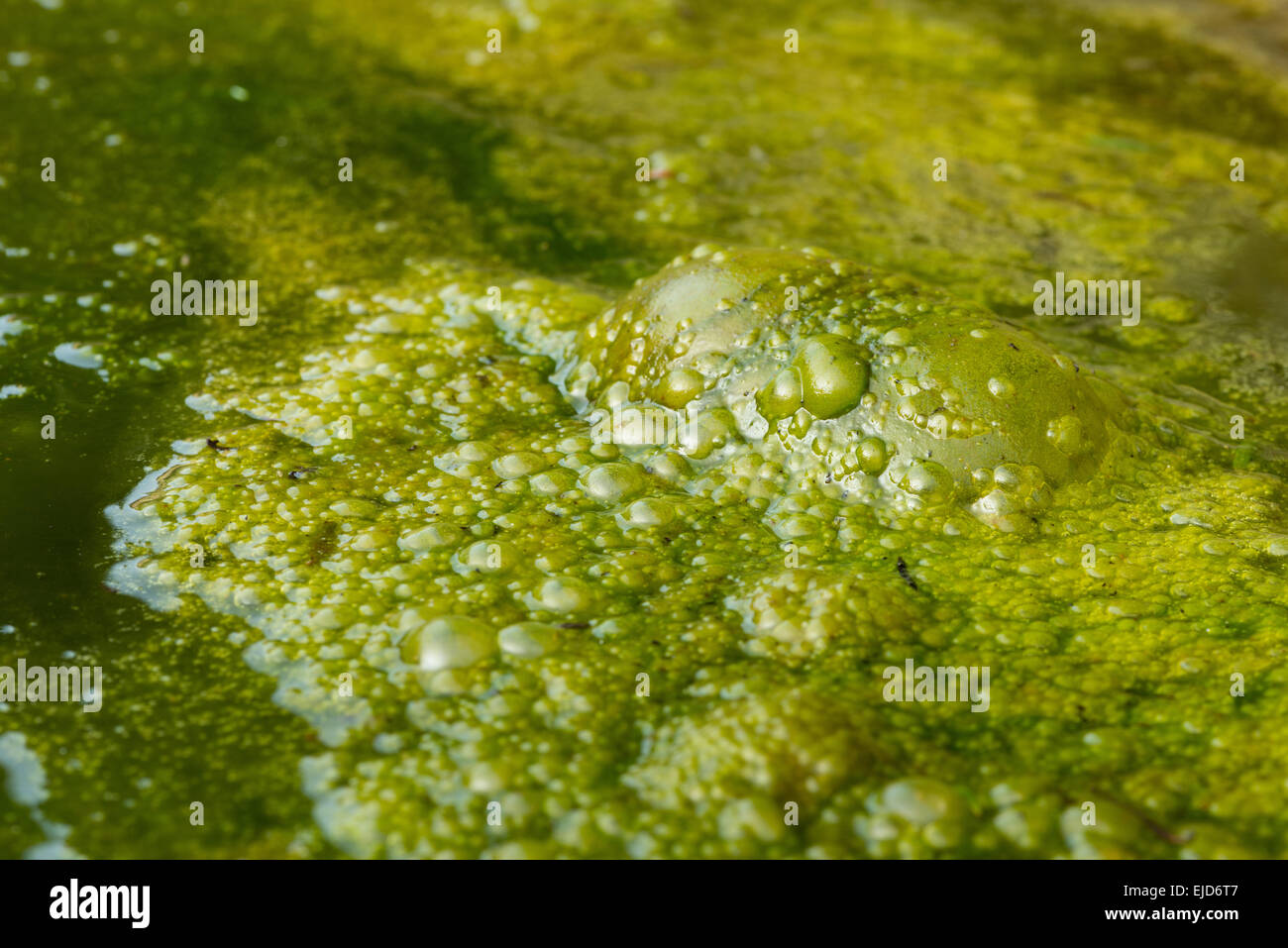 dense covering of bright filamentous green alga algae with masses of trapped bubbles oxygen gas methane rotting vegetation below Stock Photo