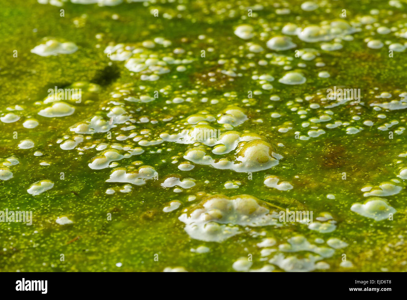 dense covering of bright filamentous green alga algae with masses of trapped bubbles oxygen gas methane rotting vegetation below Stock Photo