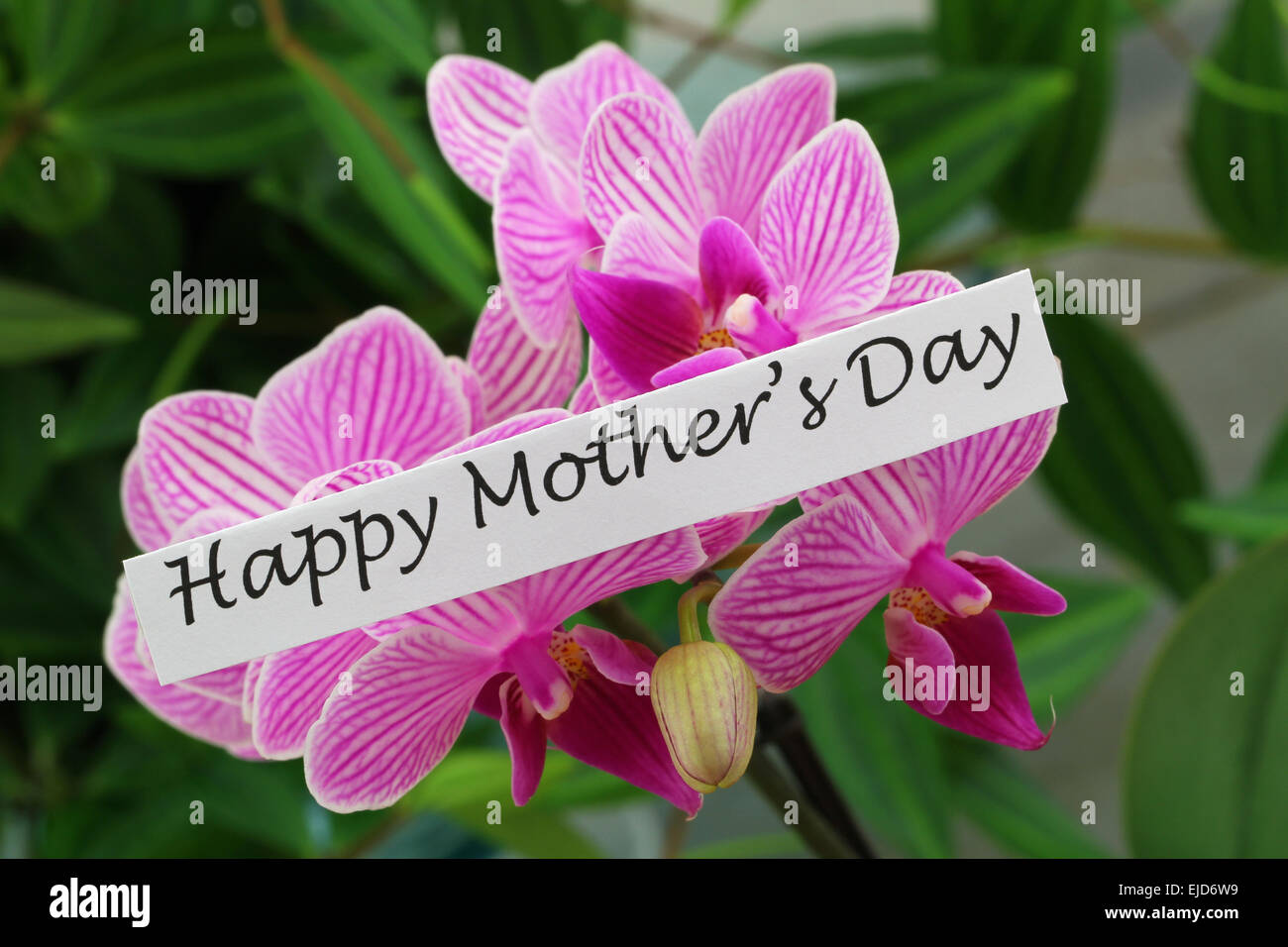 Happy Mother's day card with pink orchid Stock Photo