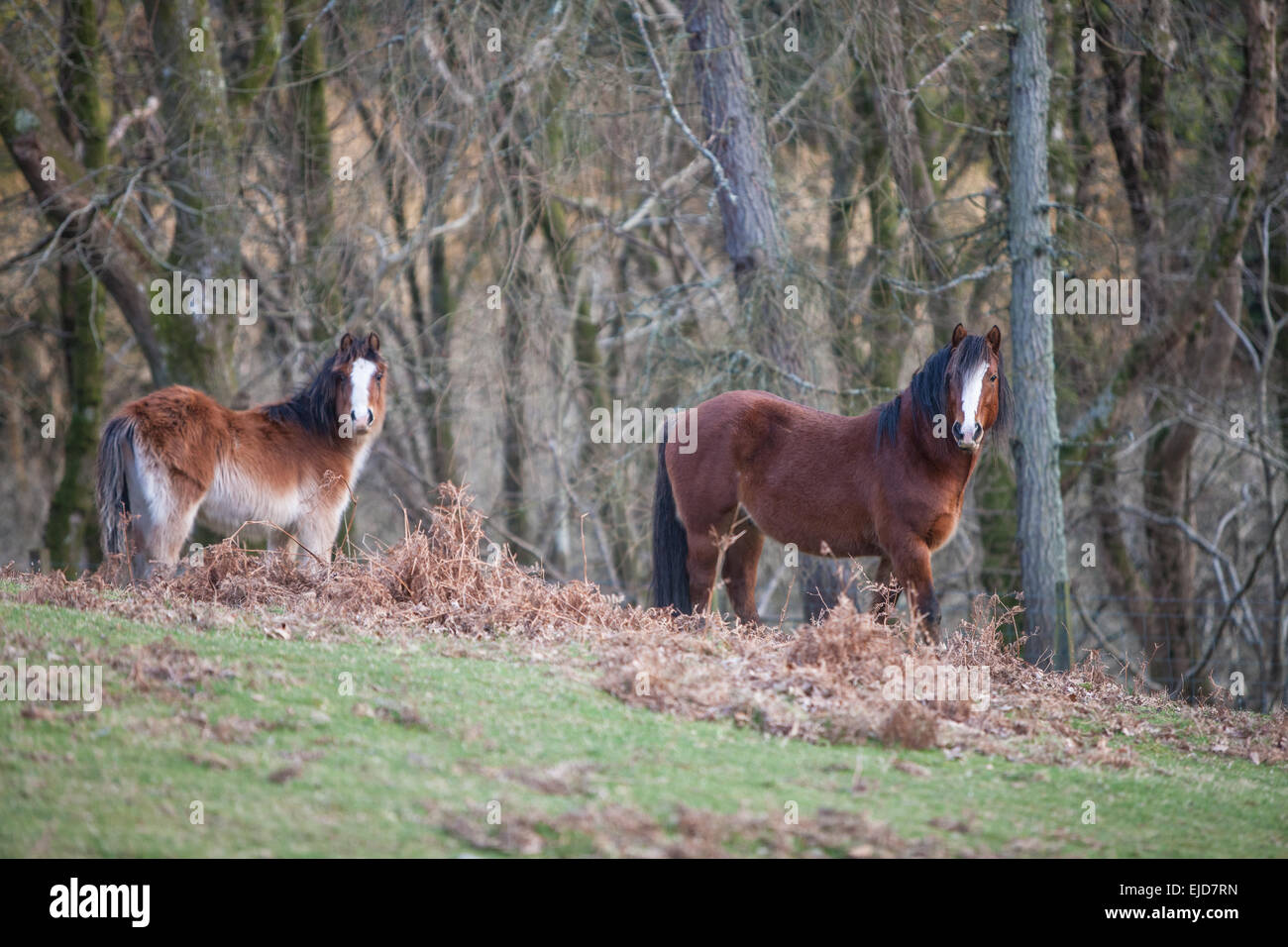 Celtic,rainforest,forest,pony,Ponies,horses in woods,woodland above village of Furnace in Ceredigion, Mid Wales,Wales. Stock Photo