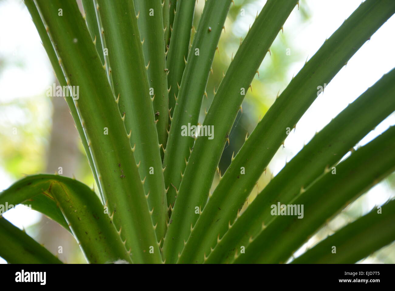 Green leaves with spines Stock Photo