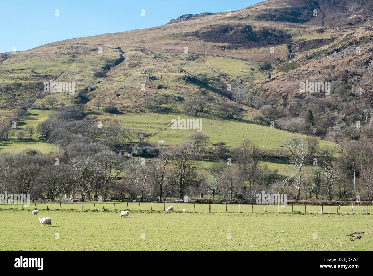 Sheep on farm in the foothills of Cadair Idris mountain Snowdonia North