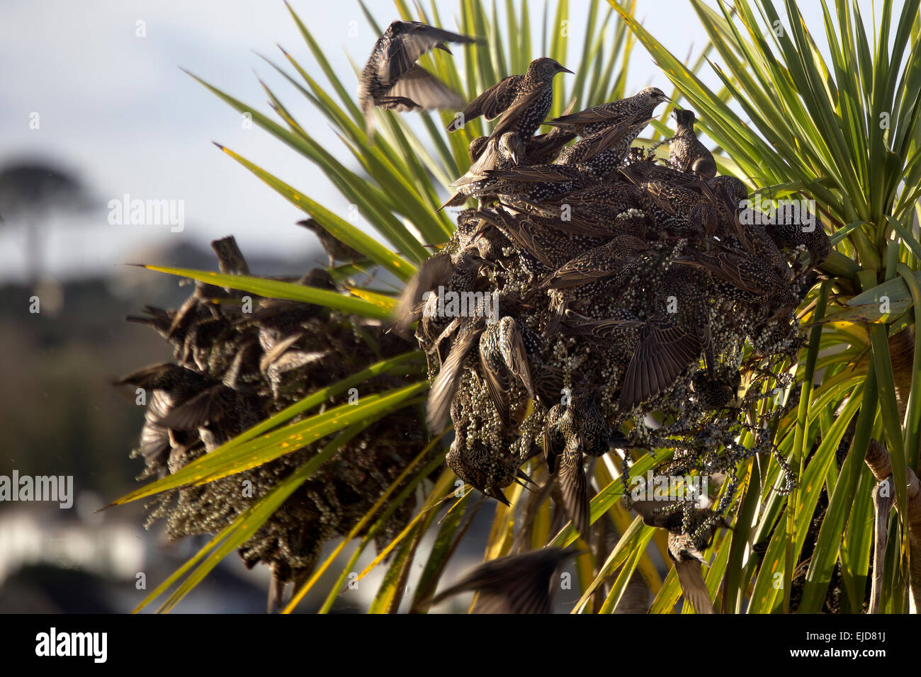 Cornish palm tree High Resolution Stock Photography and Images - Alamy