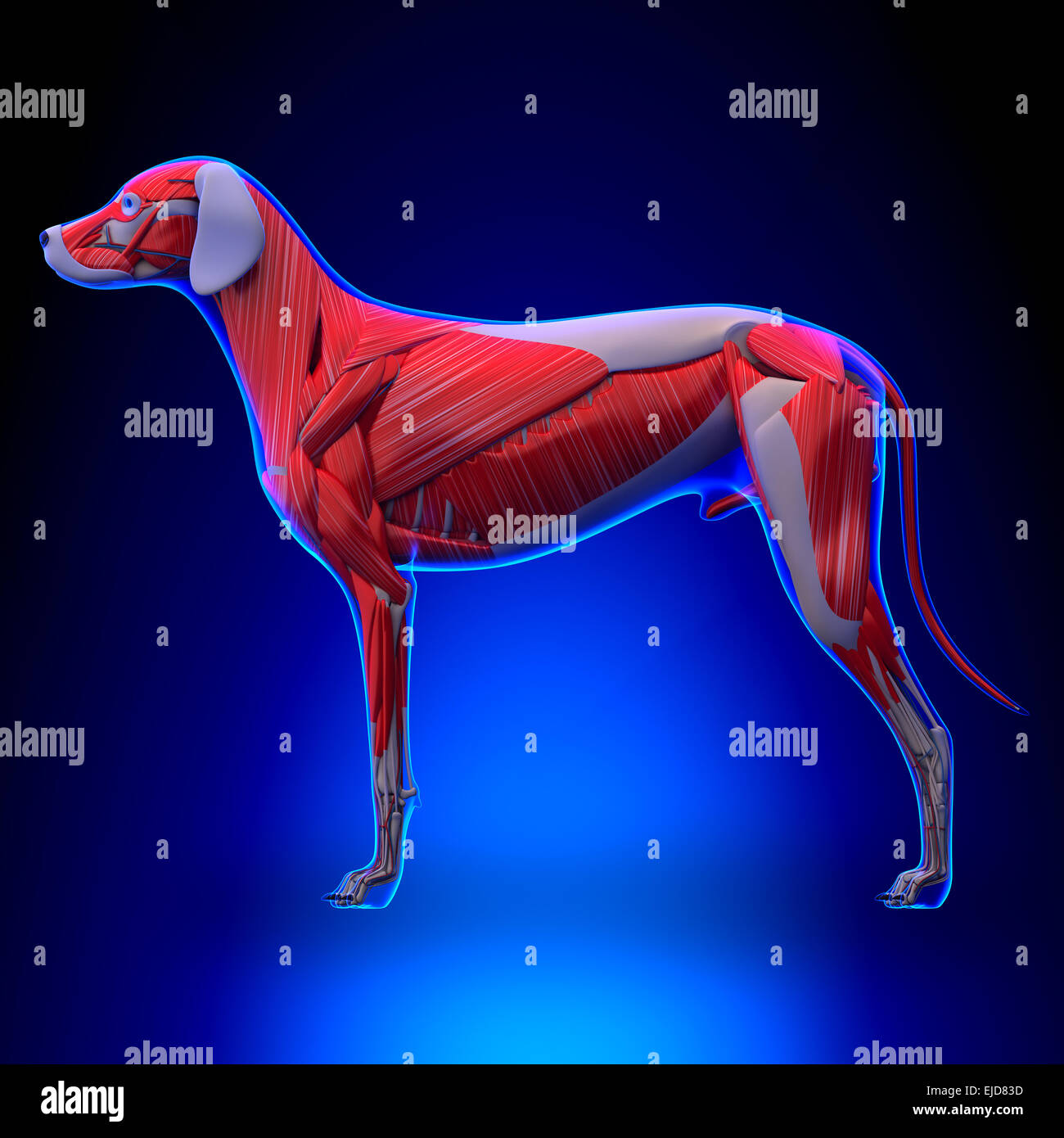 Dog Muscles Anatomy - Muscular System of the Dog Stock Photo
