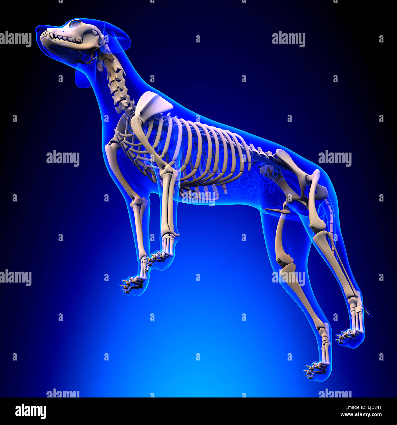 Dog Skeleton Canis Lupus Familiaris Anatomy perspective view Stock Photo Alamy