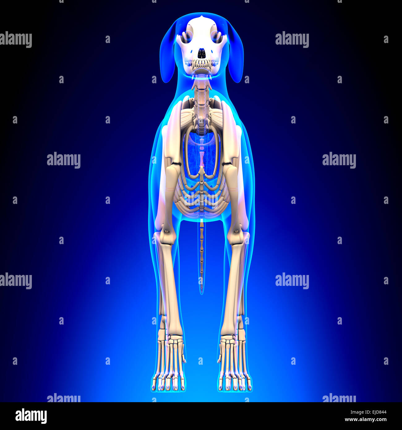 Dog Skeleton - Canis Lupus Familiaris Anatomy - front view Stock Photo -  Alamy
