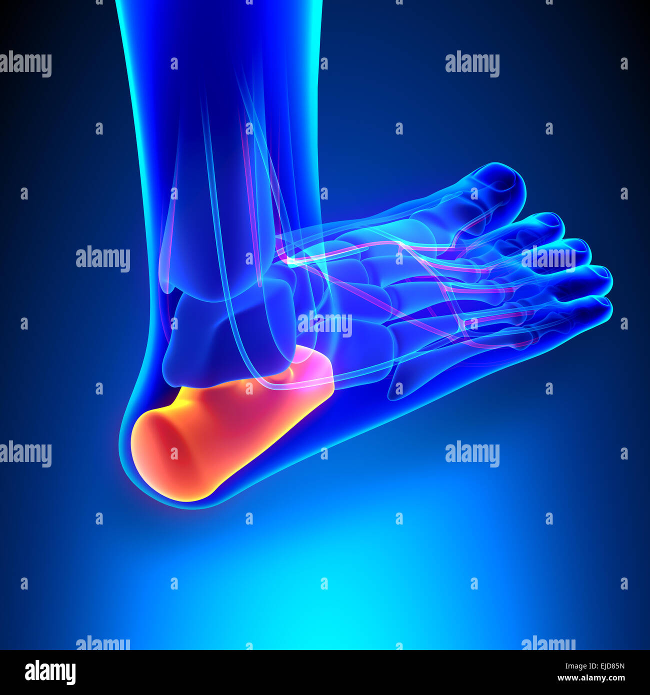 Calcaneus Bone Anatomy with Ciculatory System Stock Photo