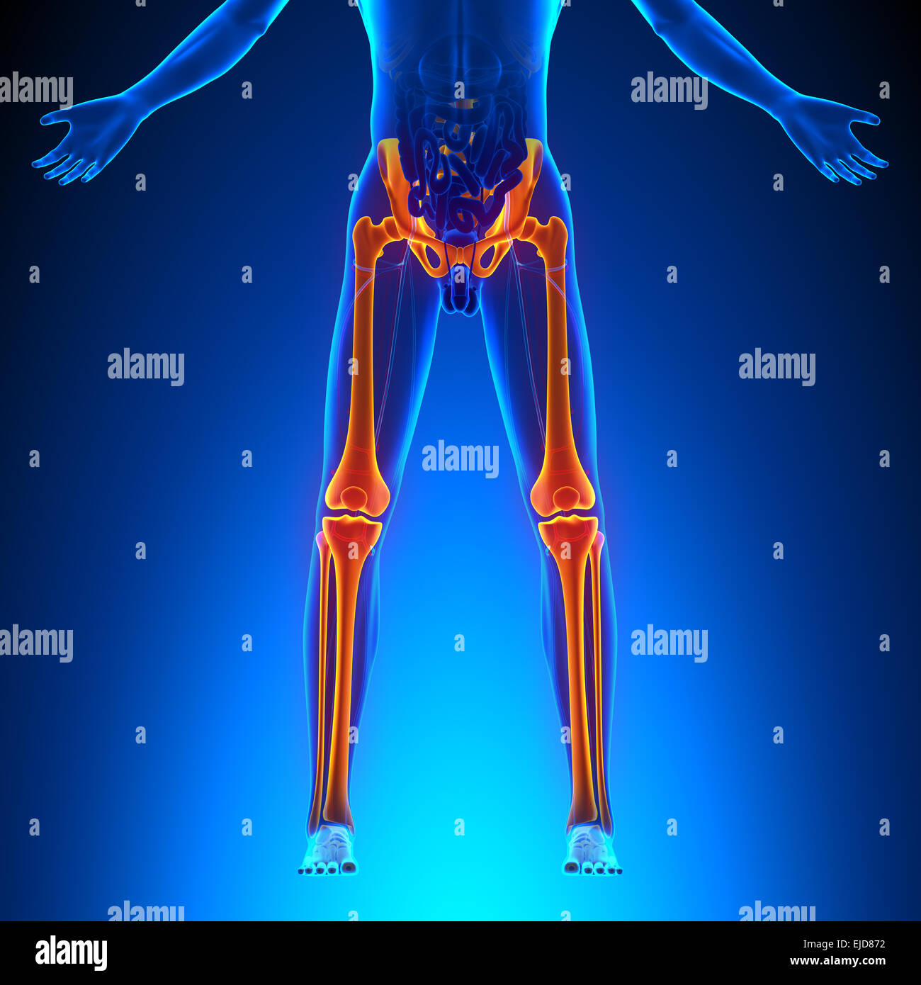 Lower leg anatomy hires stock photography and images Alamy