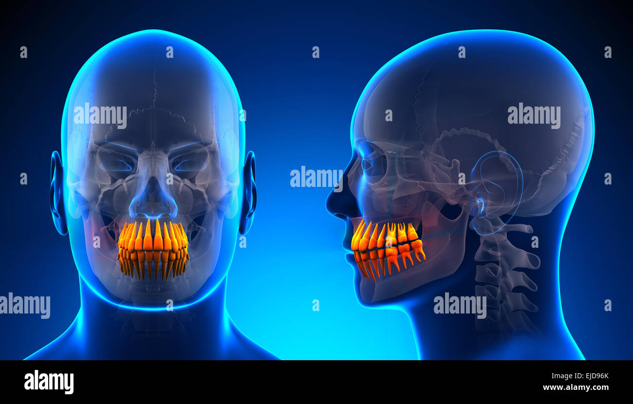 Male Teeth Dental Anatomy - blue concept Stock Photo