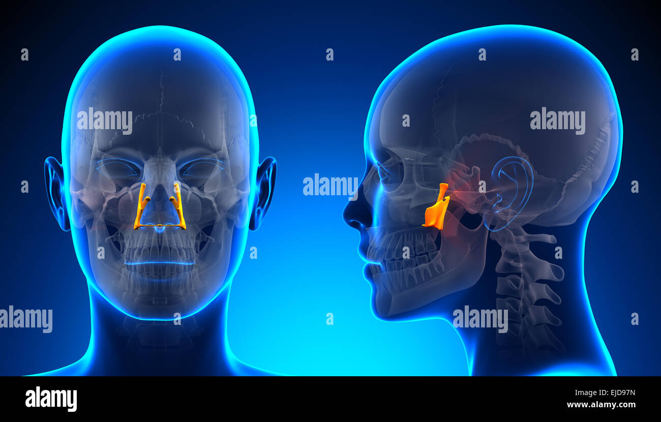 Female Palatine Skull Anatomy - blue concept Stock Photo - Alamy