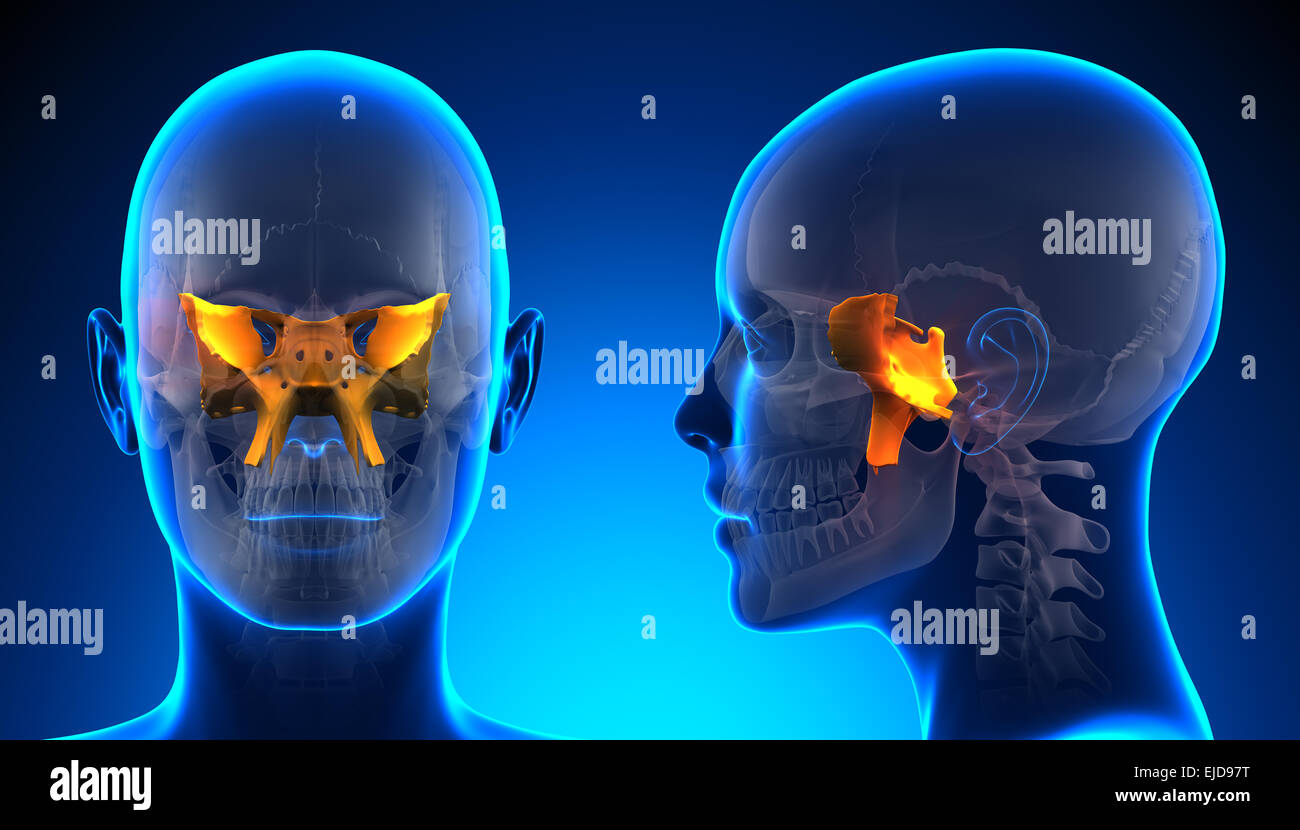 Sphenoid猿頭蓋骨 File:Sphenoid bone.png - Wikimedia Commons