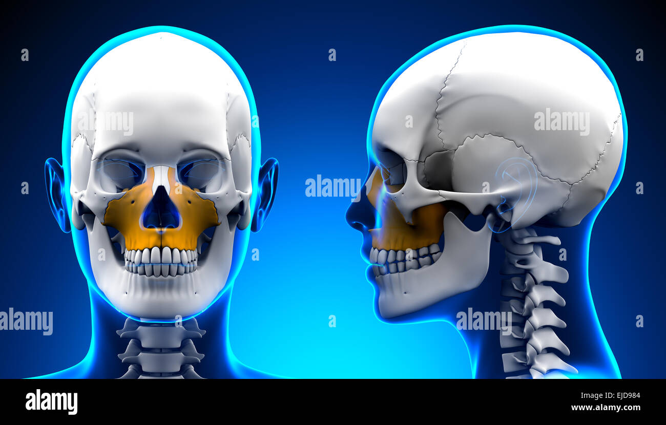 Female Maxilla Bone Skull Anatomy blue concept Stock Photo Alamy