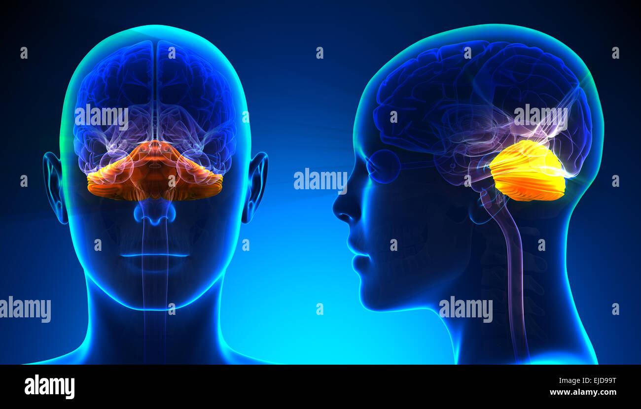 Female Cerebellum Brain Anatomy - blue concept Stock Photo