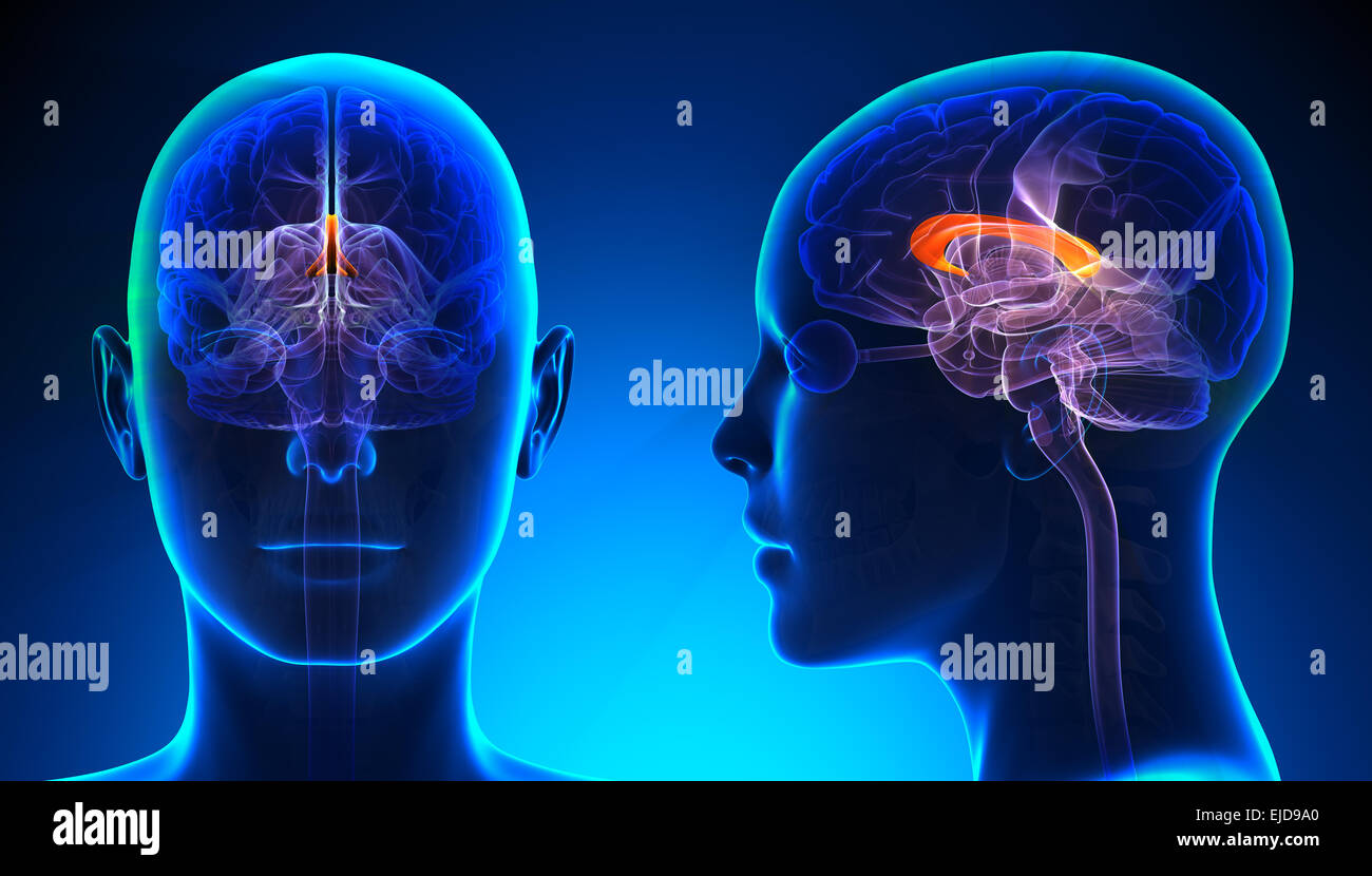 Female Corpus Callosum Brain Anatomy - blue concept Stock Photo