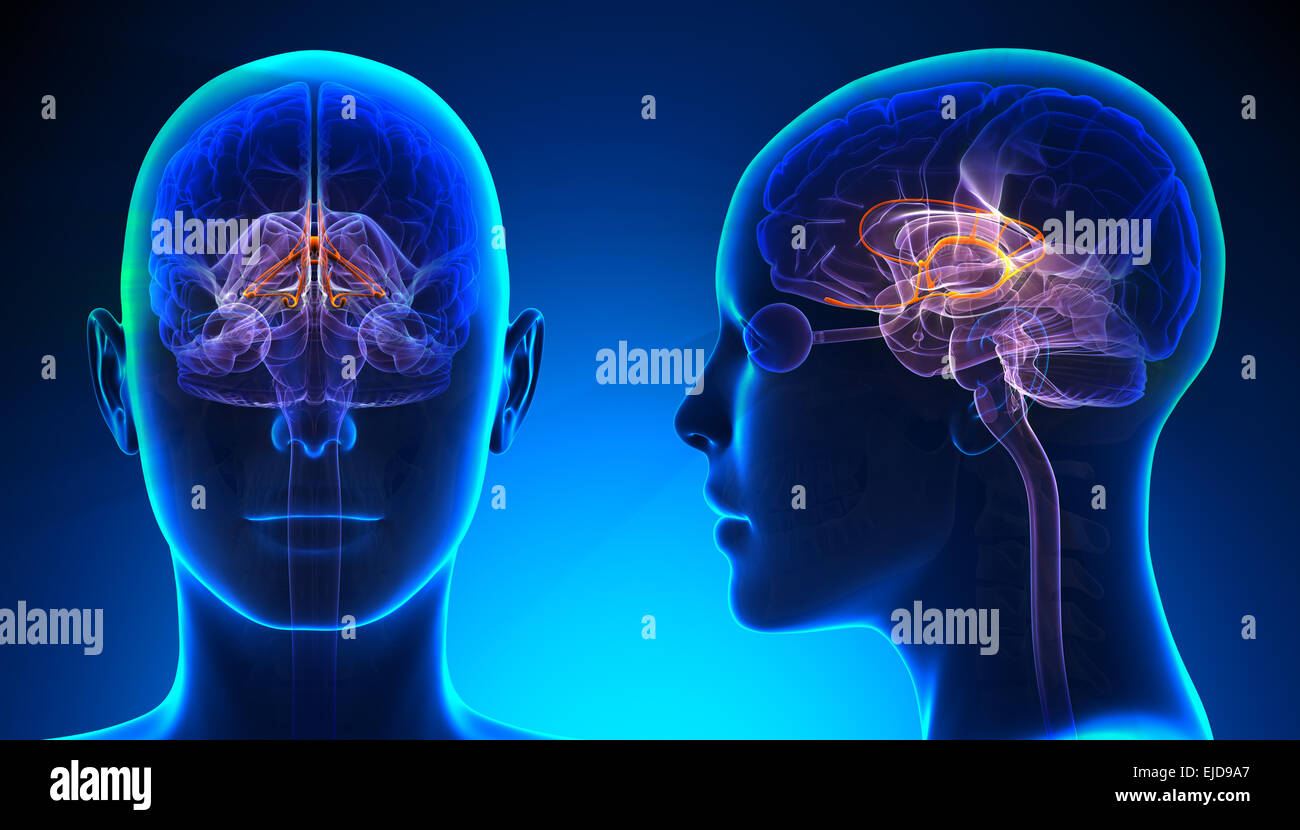 Female Limbic System Brain Anatomy - blue concept Stock Photo