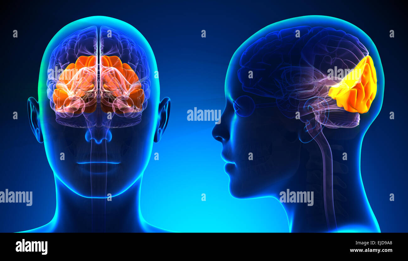 Female Occipital Lobe Brain Anatomy - blue concept Stock Photo