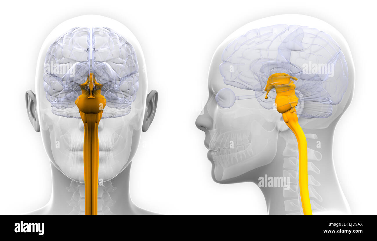 Female Spinal Cord Brain Anatomy - isolated on white Stock Photo - Alamy
