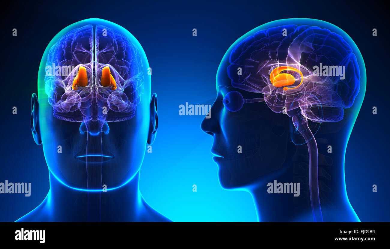 Male Thalamus Brain Anatomy - blue concept Stock Photo
