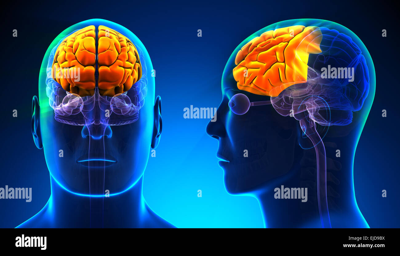 Male Frontal Lobe Brain Anatomy - blue concept Stock Photo