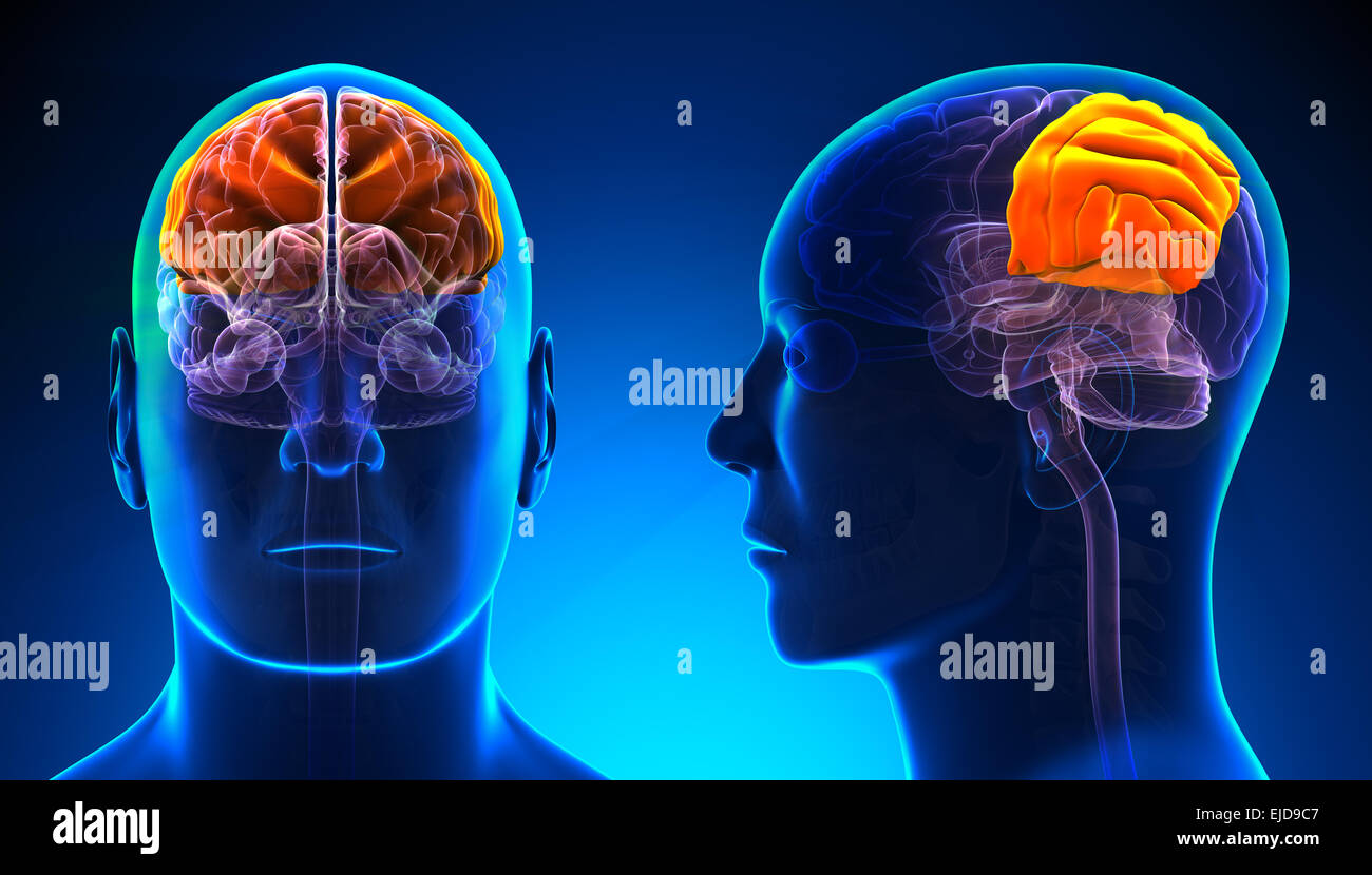 Male Parietal Lobe Brain Anatomy - blue concept Stock Photo