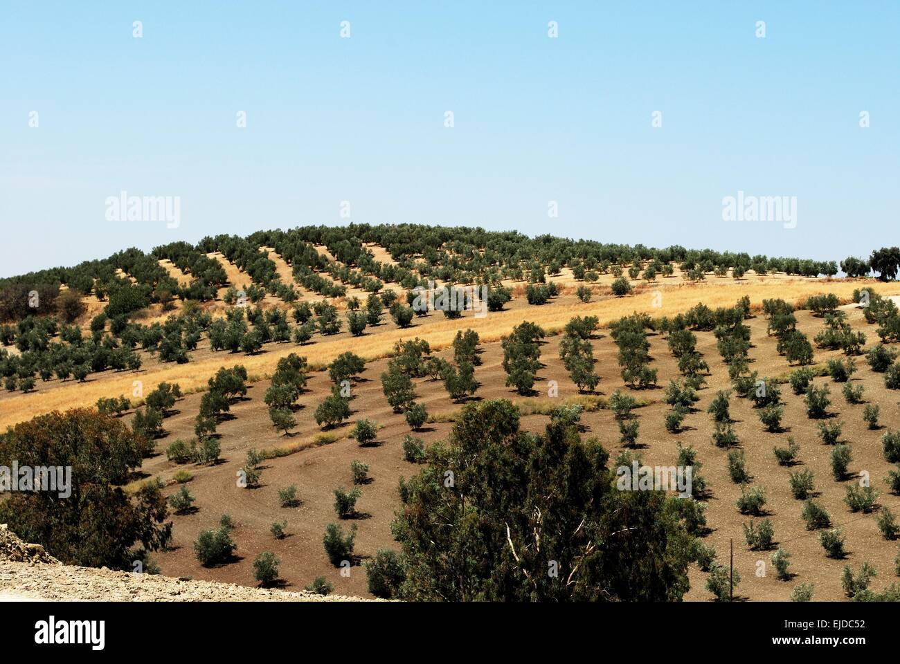 Olive groves on rolling hills in the Spanish countryside, Montilla, Cordoba Province, Andalusia, Spain, Western Europe. Stock Photo