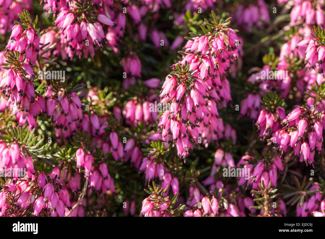 Erica cinerea pretty heather plant on chalk soil heath pale pink to mauve flowers delicate and bell shaped flowers Stock Photo