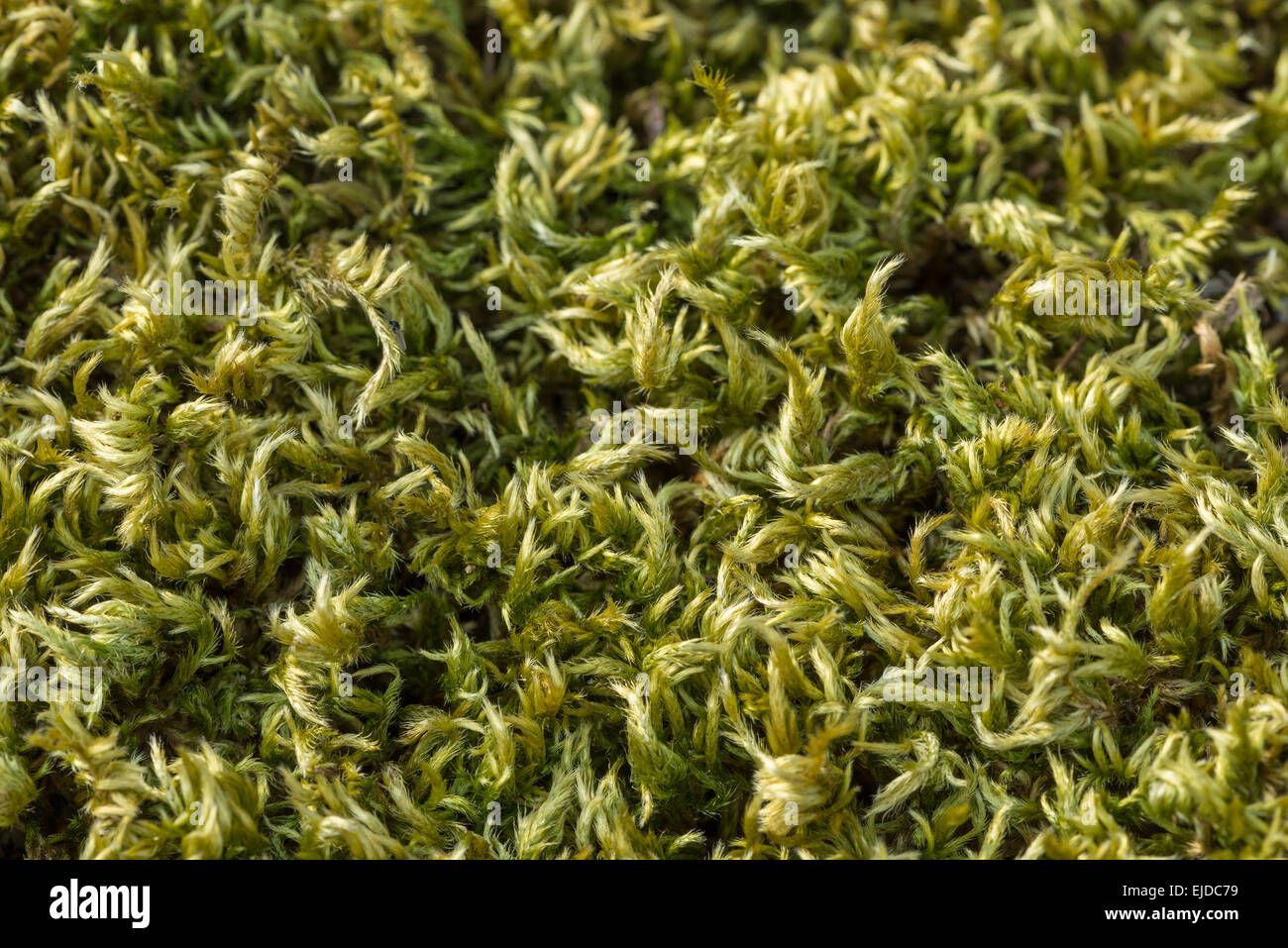 close up pattern detail from dried up moss curled up and shriveling up to preserve itself waiting for rain on ken rag stone Stock Photo