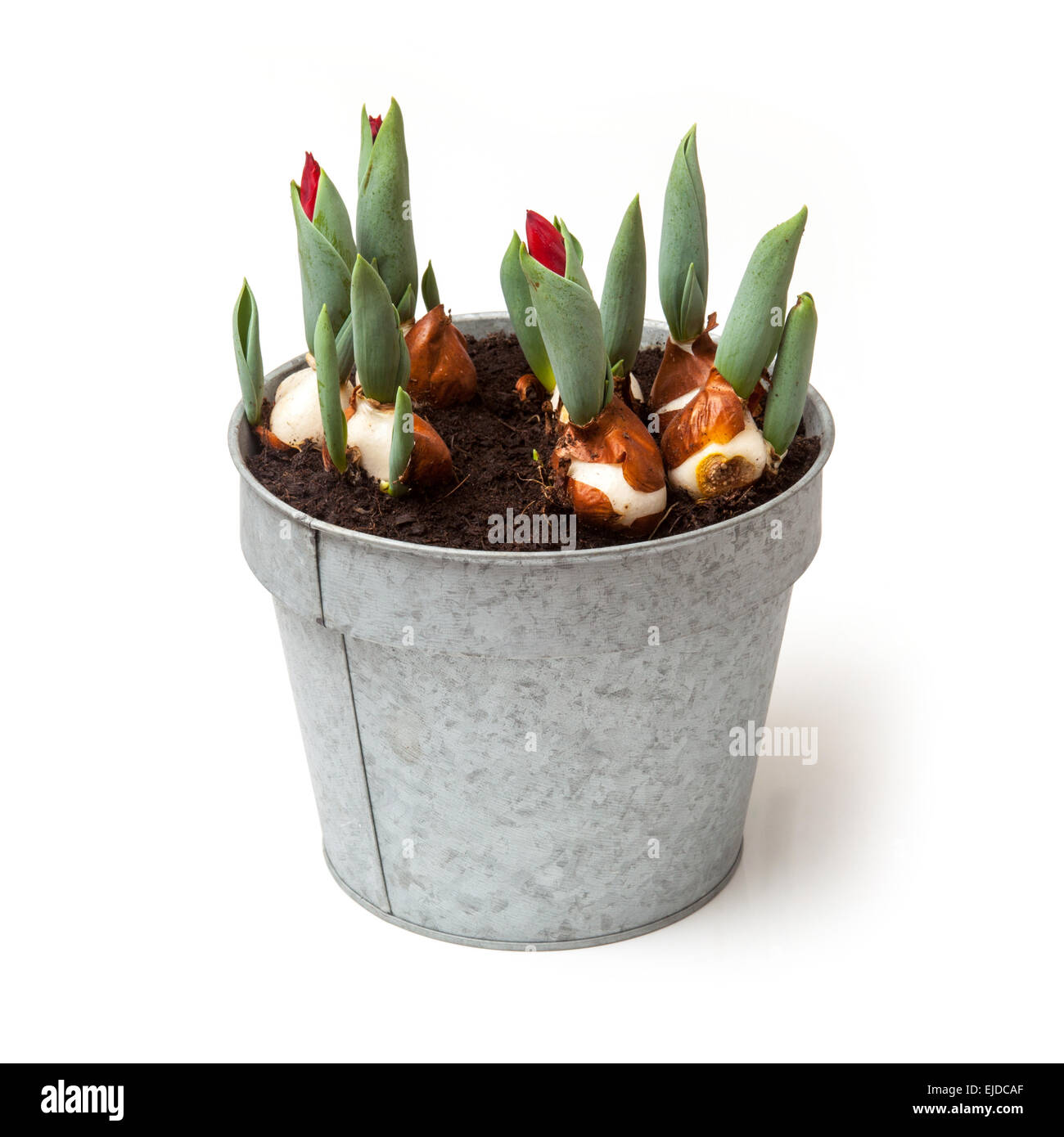 Tulip bulbs sprouting hires stock photography and images Alamy