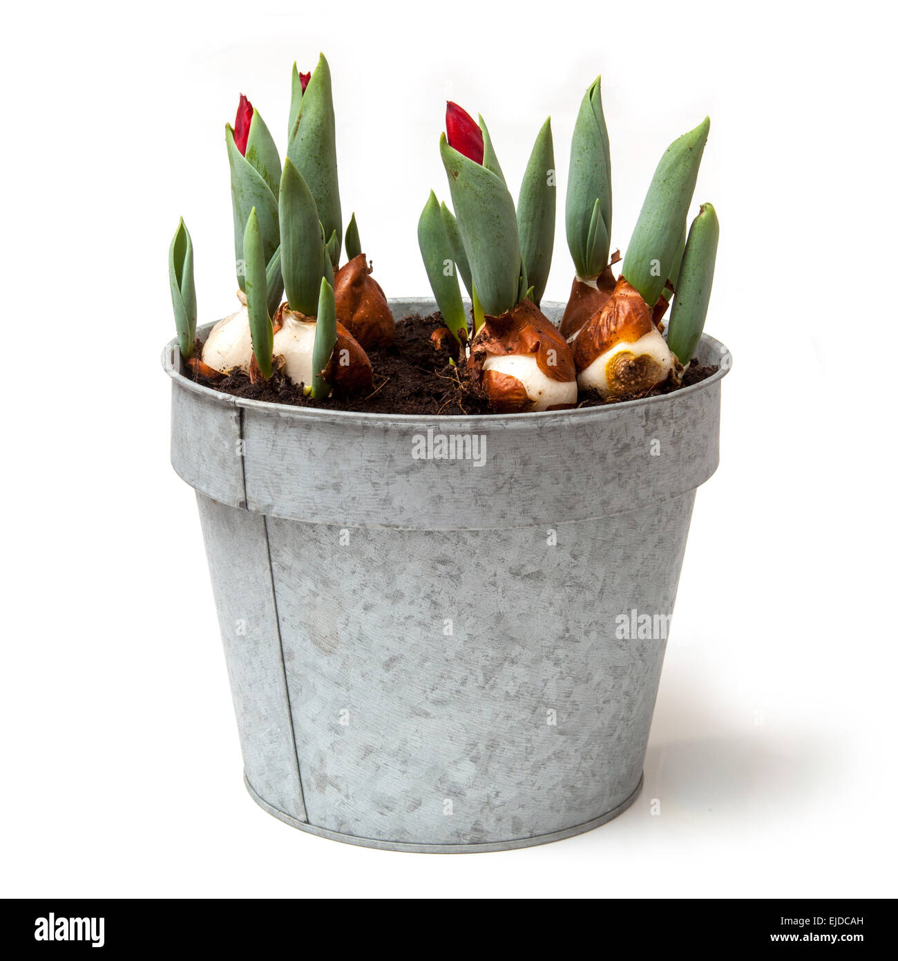 Galvanized pot of sprouting Tulips isolated on a white studio background. Stock Photo