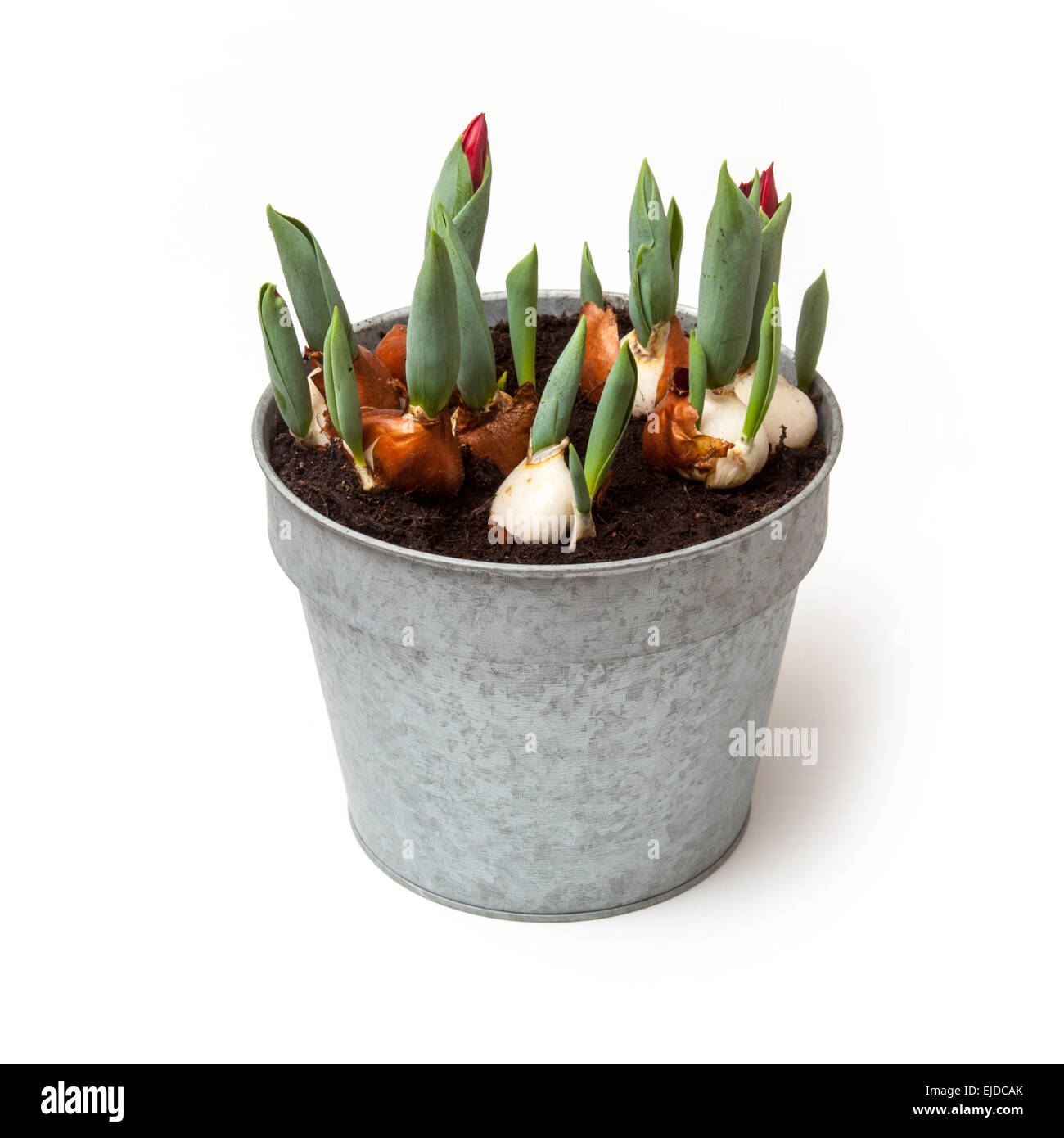 Galvanized pot of sprouting Tulips isolated on a white studio background. Stock Photo