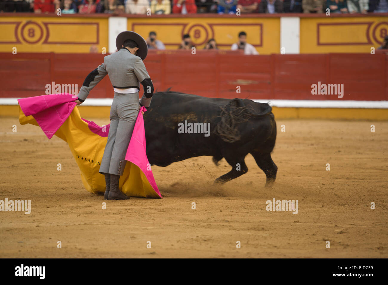 The torero fights in the welfare bullfight, Badajoz, Spain Stock Photo