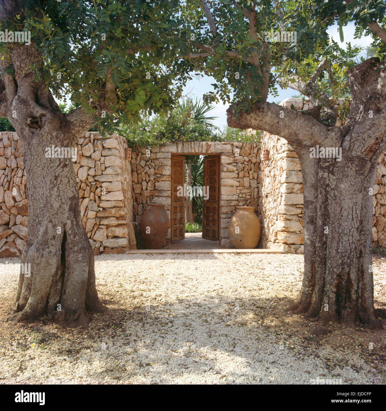 Old olive trees on gravel area in front of gates in stone wall of ...