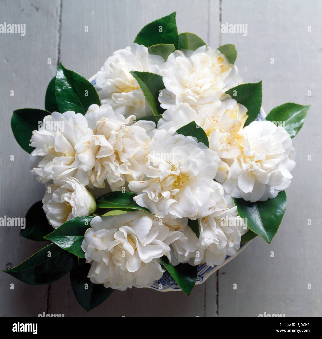 Still-Life of bowl of white gardenias Stock Photo