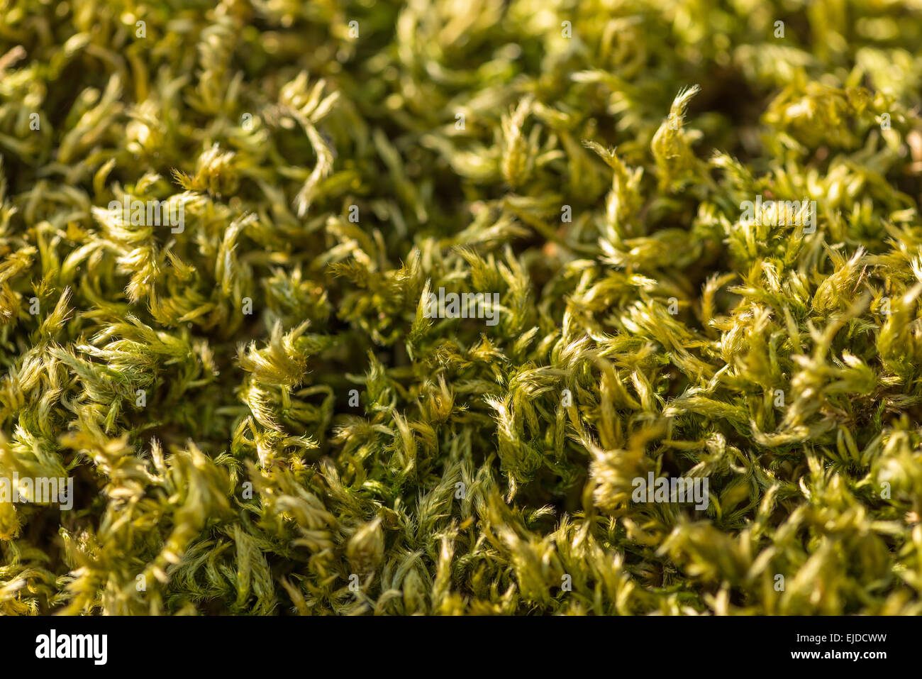 close up pattern detail from dried up moss curled up and shriveling up to preserve itself waiting for rain on ken rag stone Stock Photo