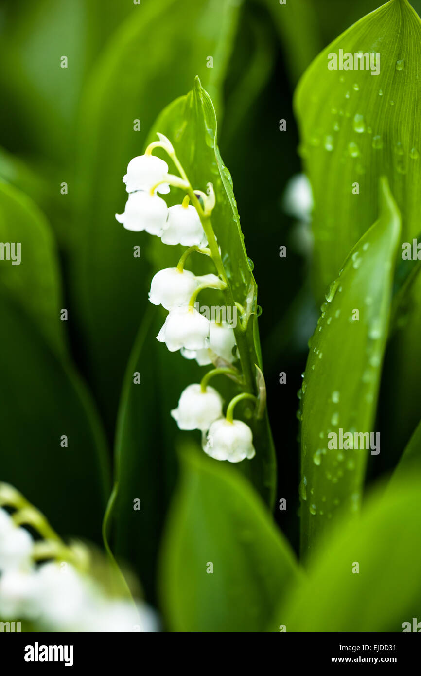 Lily of the valley flowers with water drops on green background ...