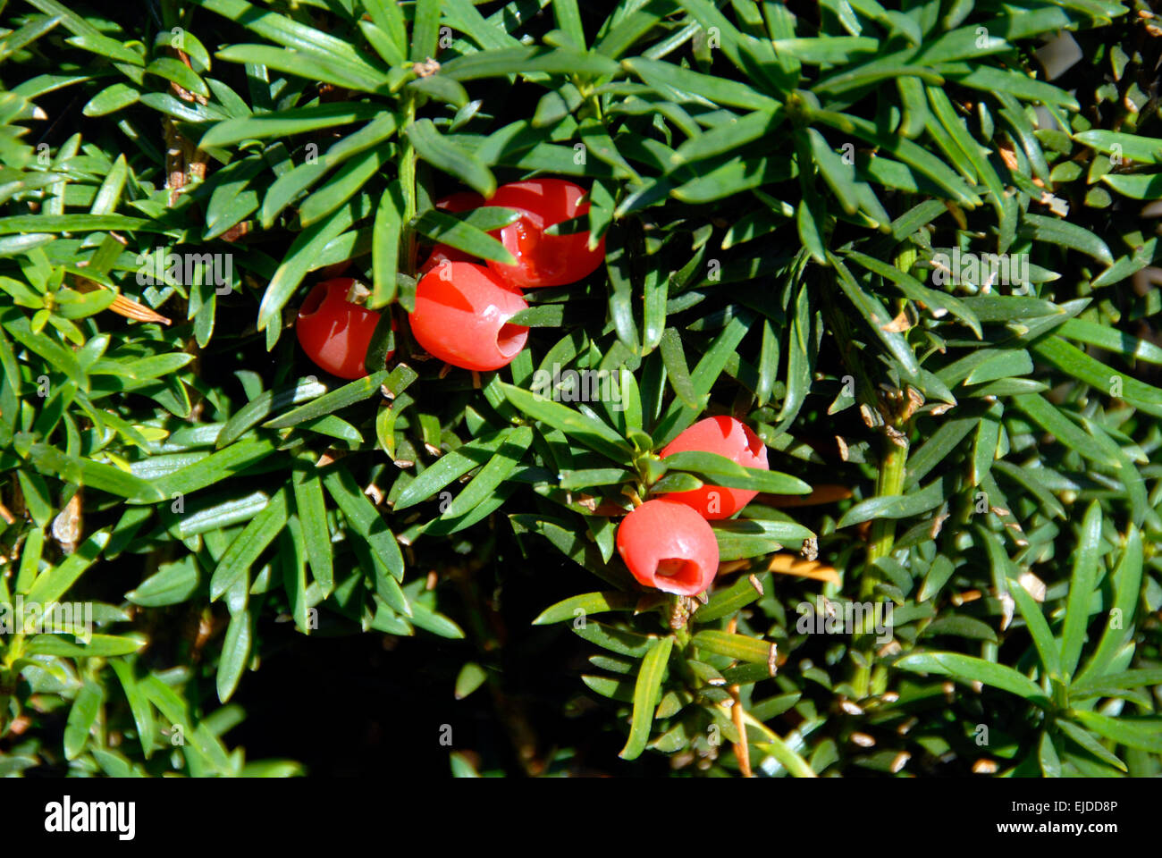 Leaves and red berries on Irish Yew hedge Stock Photo