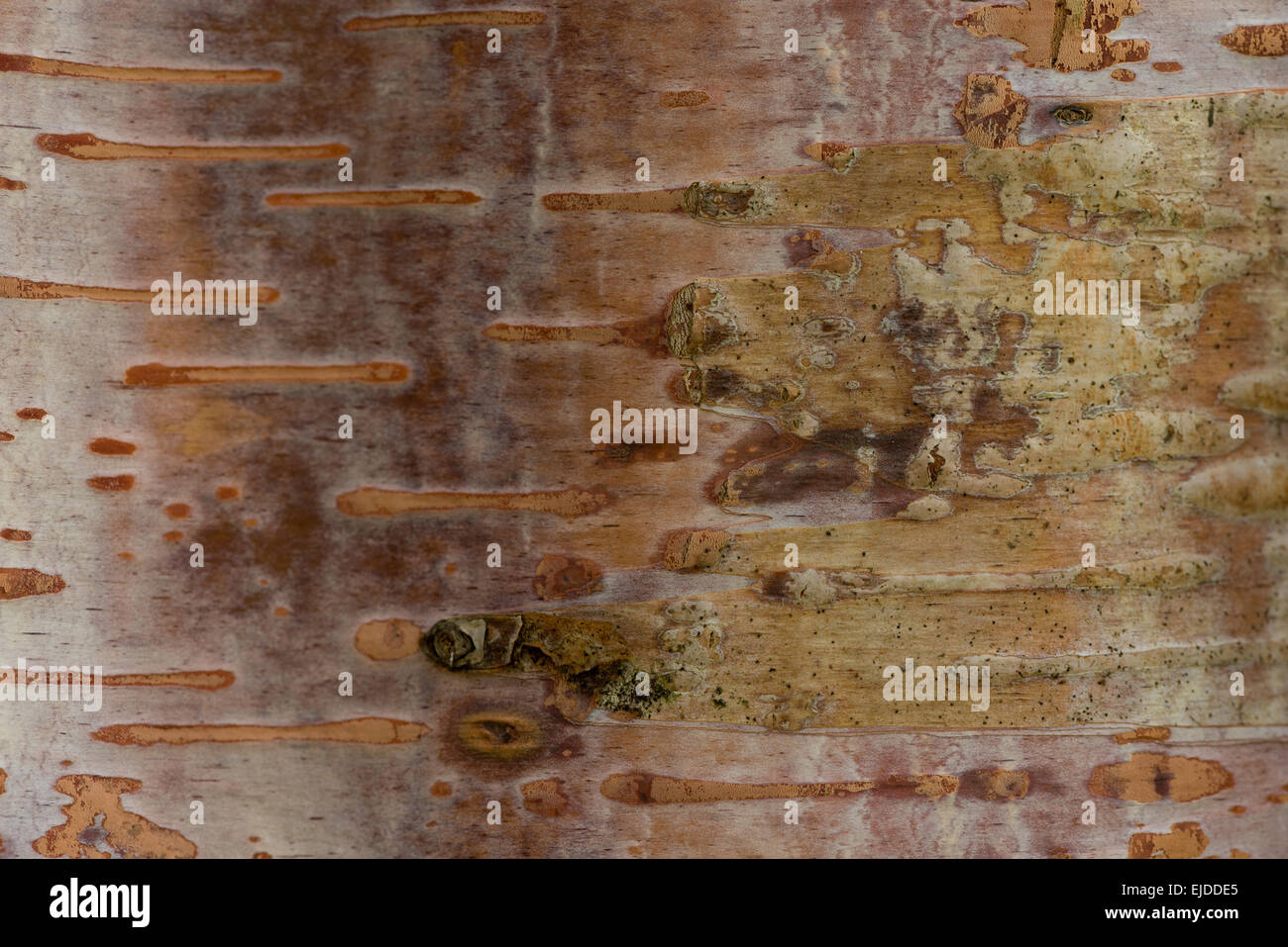 detail of cork cambium and lenticels in surface of birch tree with elongated Stock Photo Alamy