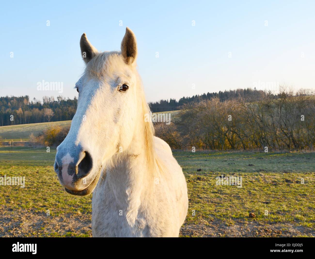 Wide angle shot of the beautiful white horse during sunset. Horse is standing in a pasture. Behind the horse is forest and bushe Stock Photo