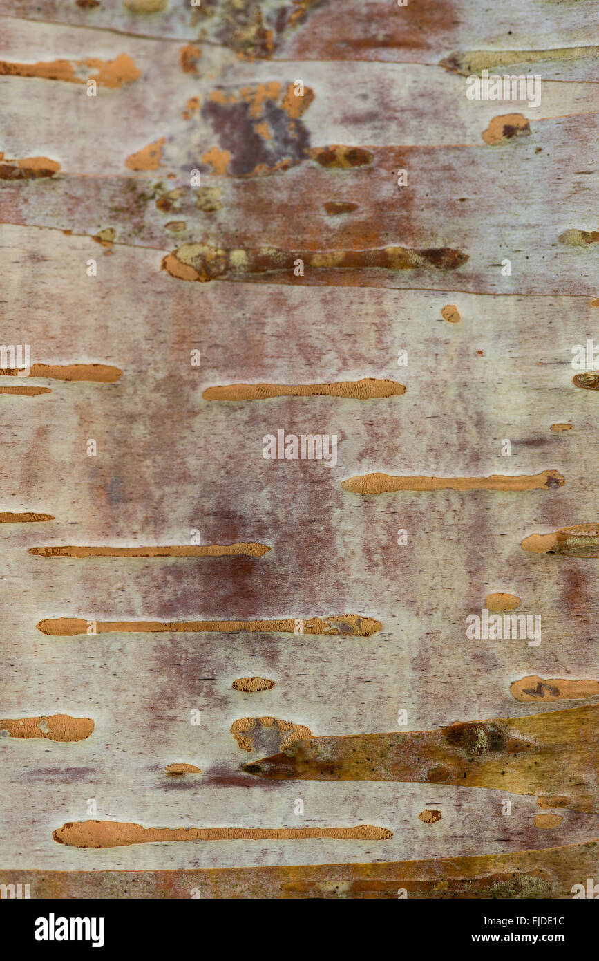 detail of cork cambium and lenticels in surface of birch tree with